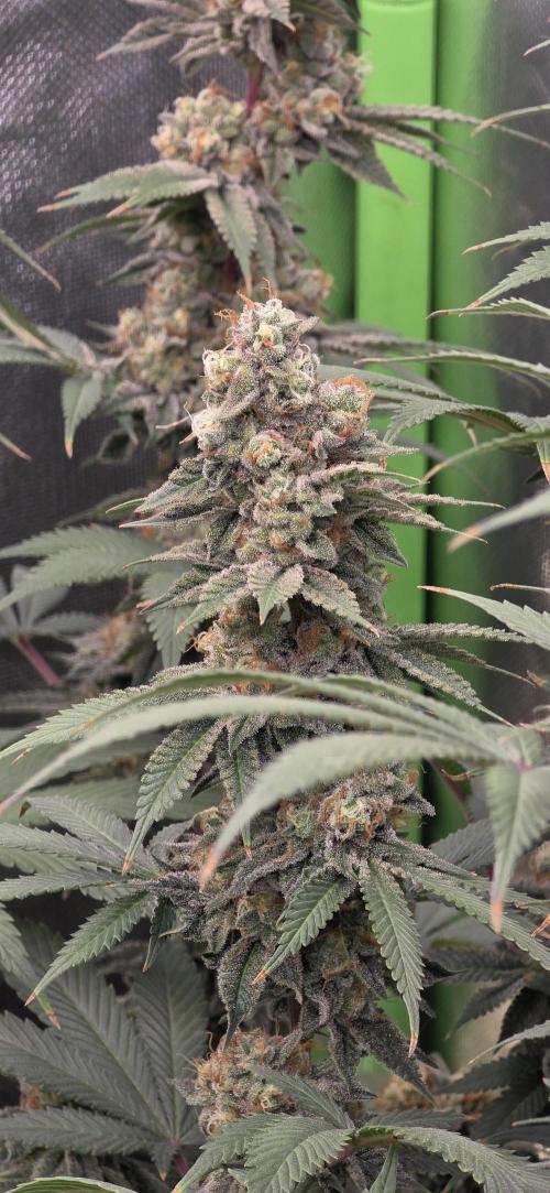 Permanent Marker - Traphouse Genetics. Week 17