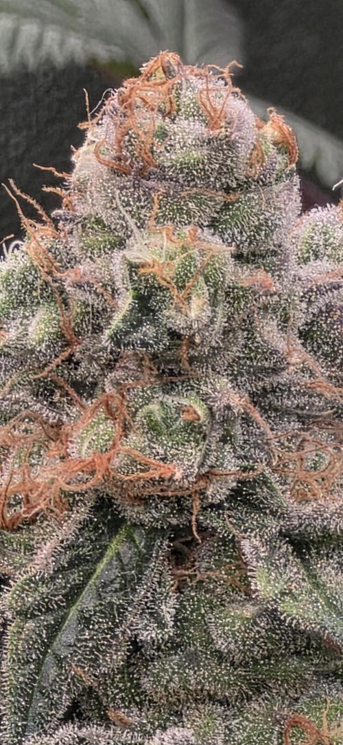 Permanent Marker - Traphouse Genetics. Week 17