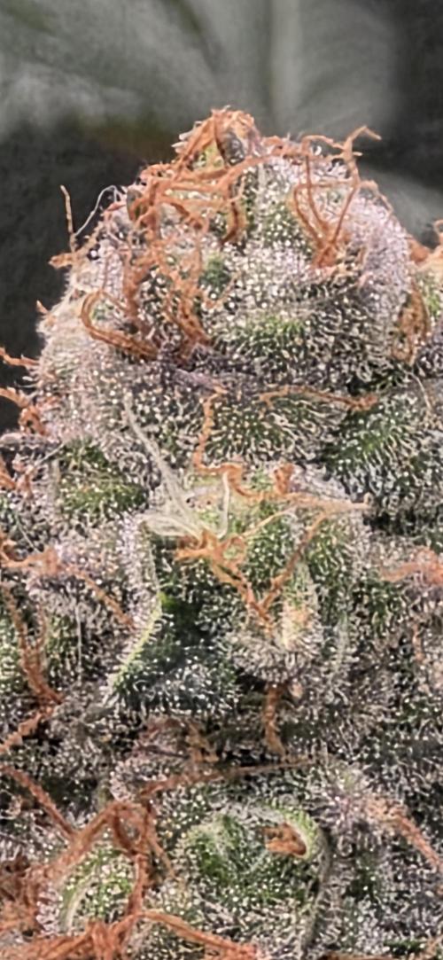 Permanent Marker - Traphouse Genetics. Week 17