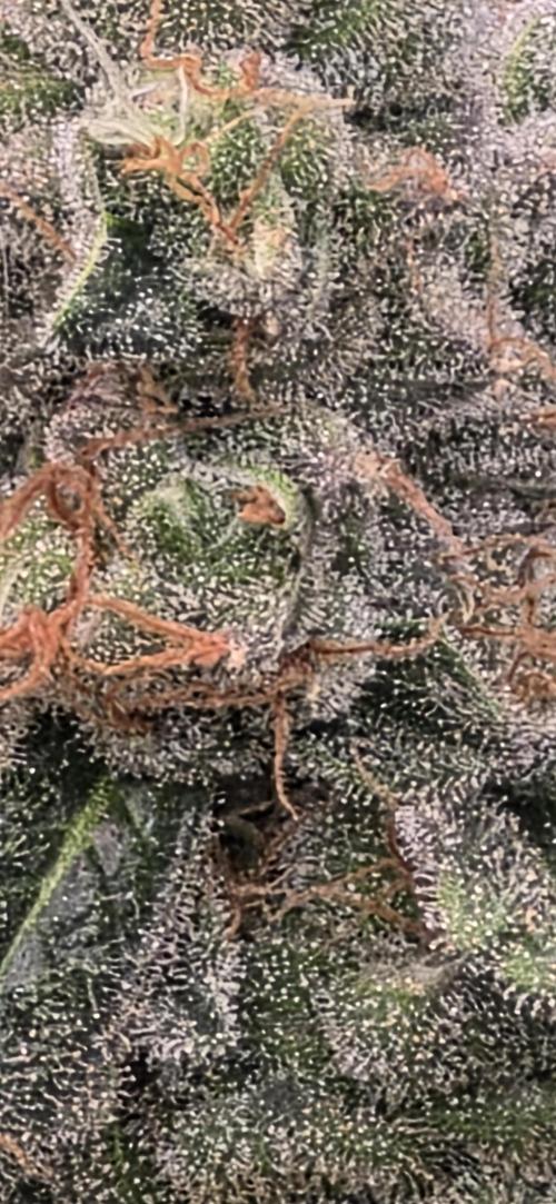 Permanent Marker - Traphouse Genetics. Week 17