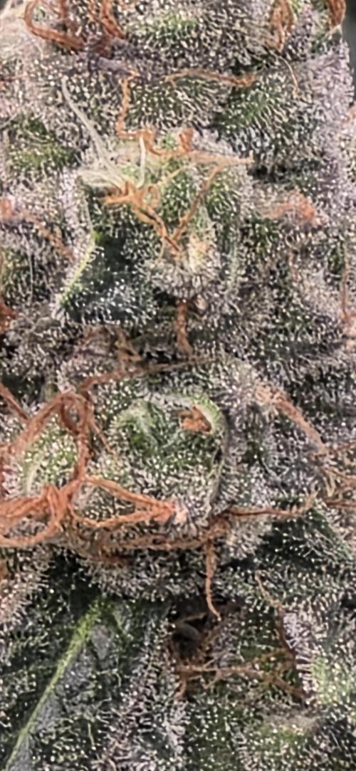 Permanent Marker - Traphouse Genetics. Week 17