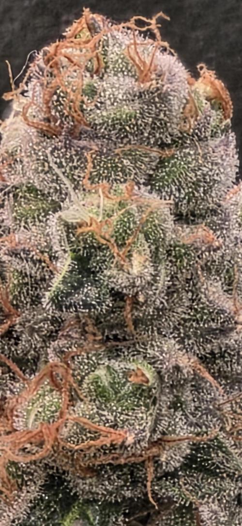 Permanent Marker - Traphouse Genetics. Week 17