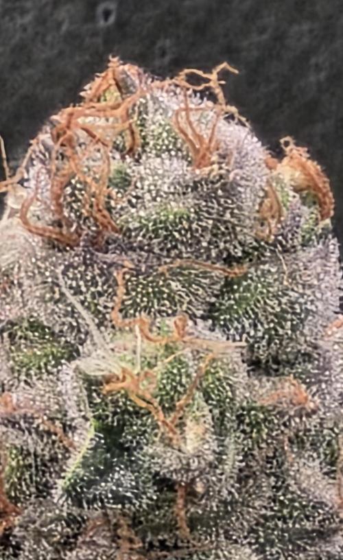 Permanent Marker - Traphouse Genetics. Week 17