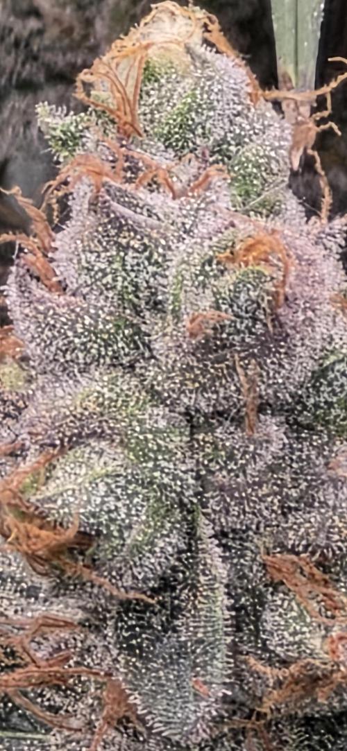 Permanent Marker - Traphouse Genetics. Week 17