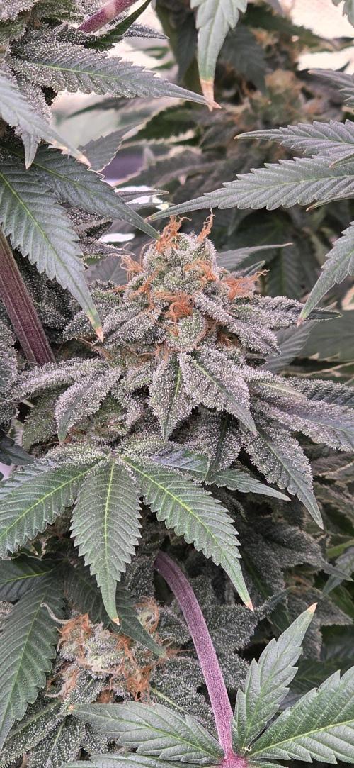 Permanent Marker - Traphouse Genetics. Week 17
