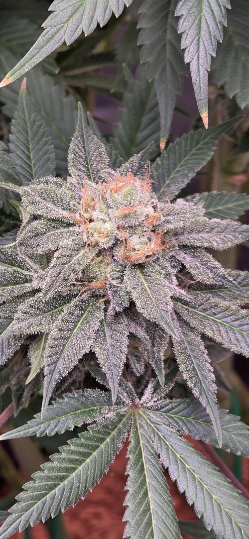Permanent Marker - Traphouse Genetics. Week 17