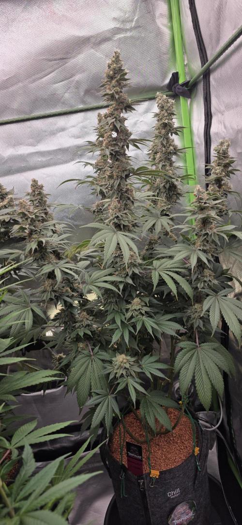 Permanent Marker - Traphouse Genetics. Week 17
