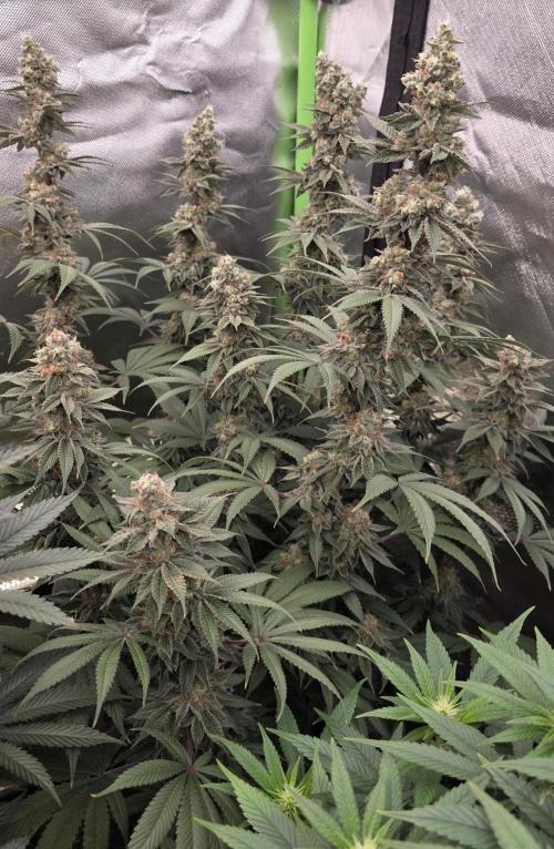 Permanent Marker - Traphouse Genetics. Week 17