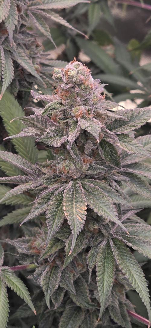 Permanent Marker - Traphouse Genetics. Week 18