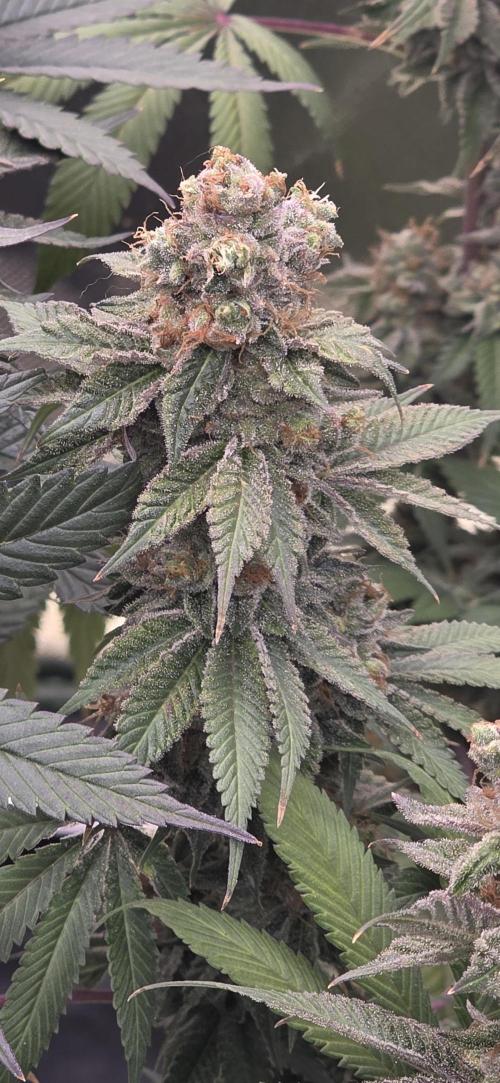 Permanent Marker - Traphouse Genetics. Week 18