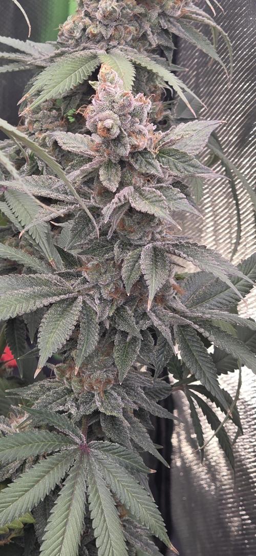Permanent Marker - Traphouse Genetics. Week 18