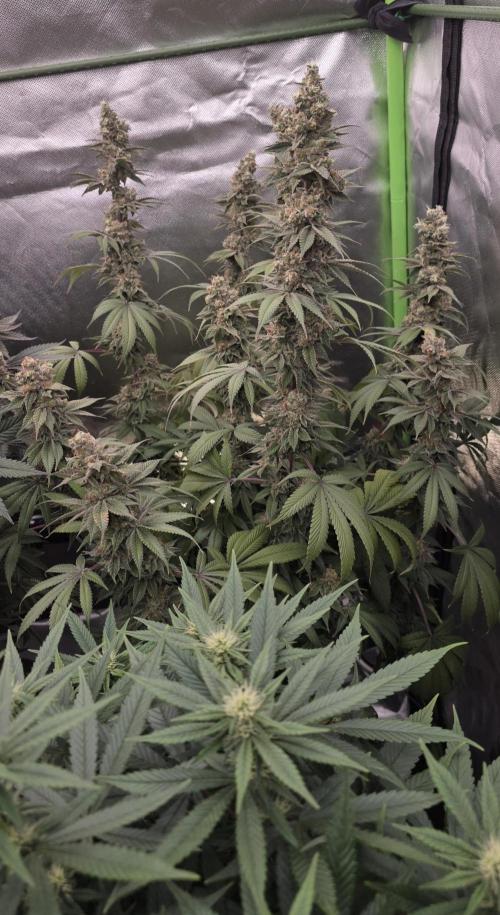 Permanent Marker - Traphouse Genetics. Week 18