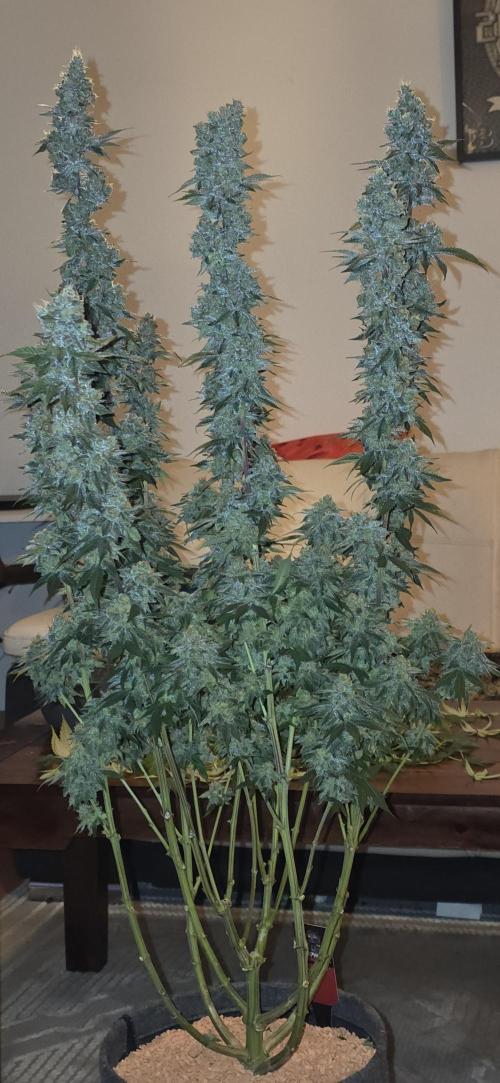 Permanent Marker - Traphouse Genetics. Week 19