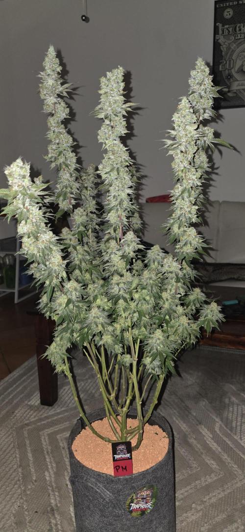 Permanent Marker - Traphouse Genetics. Week 19