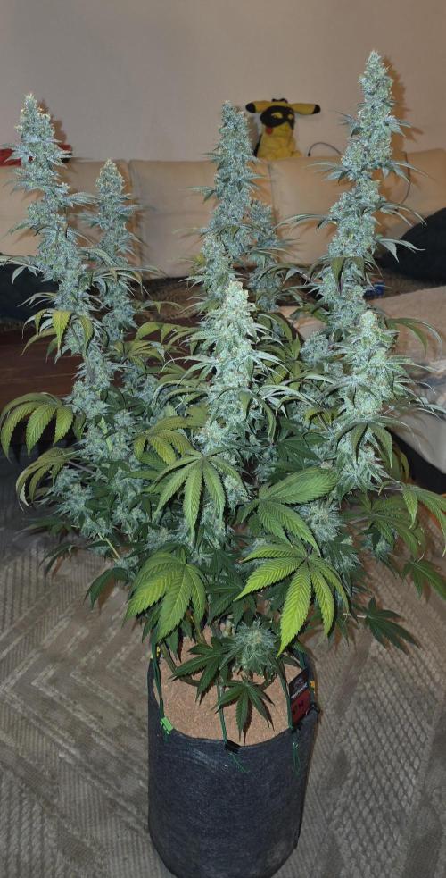 Permanent Marker - Traphouse Genetics. Week 19