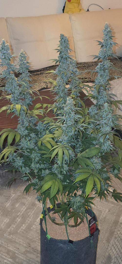 Permanent Marker - Traphouse Genetics. Week 19