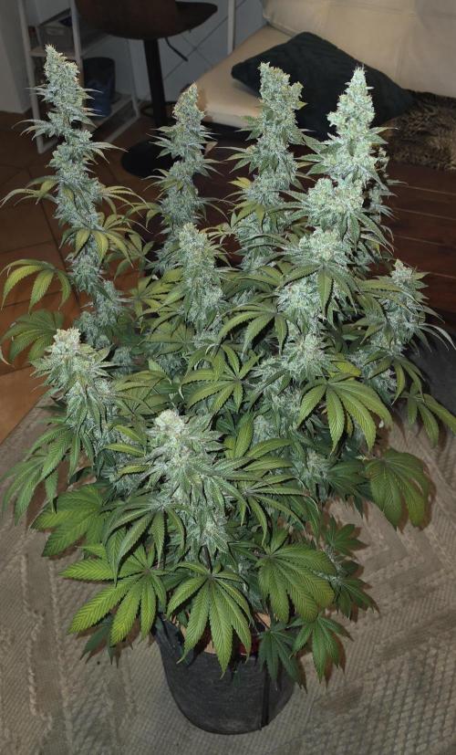 Permanent Marker - Traphouse Genetics. Week 19