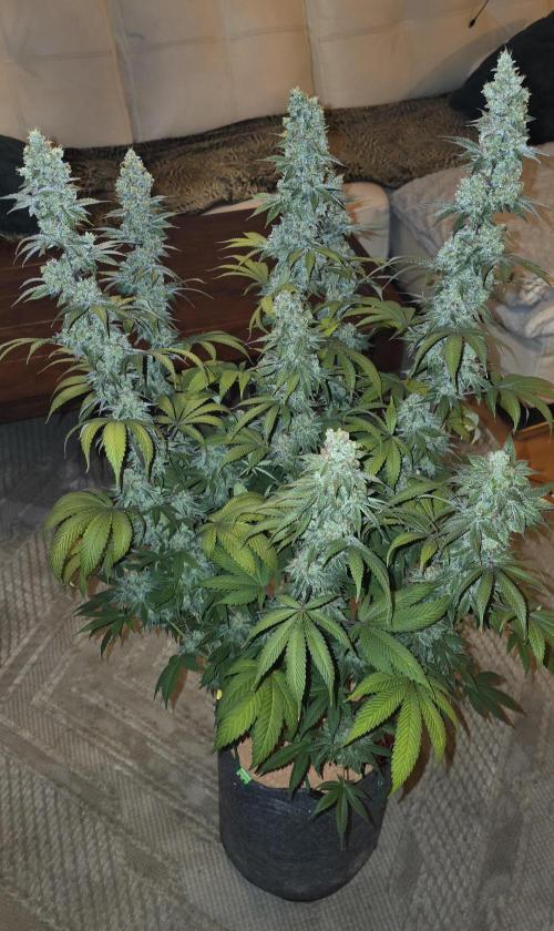 Permanent Marker - Traphouse Genetics. Week 19