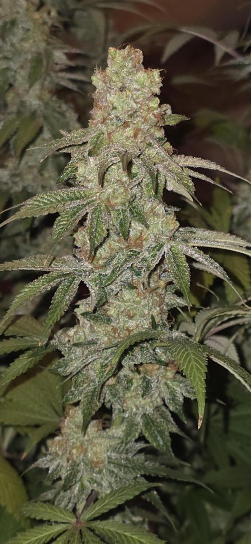 Permanent Marker - Traphouse Genetics. Week 19
