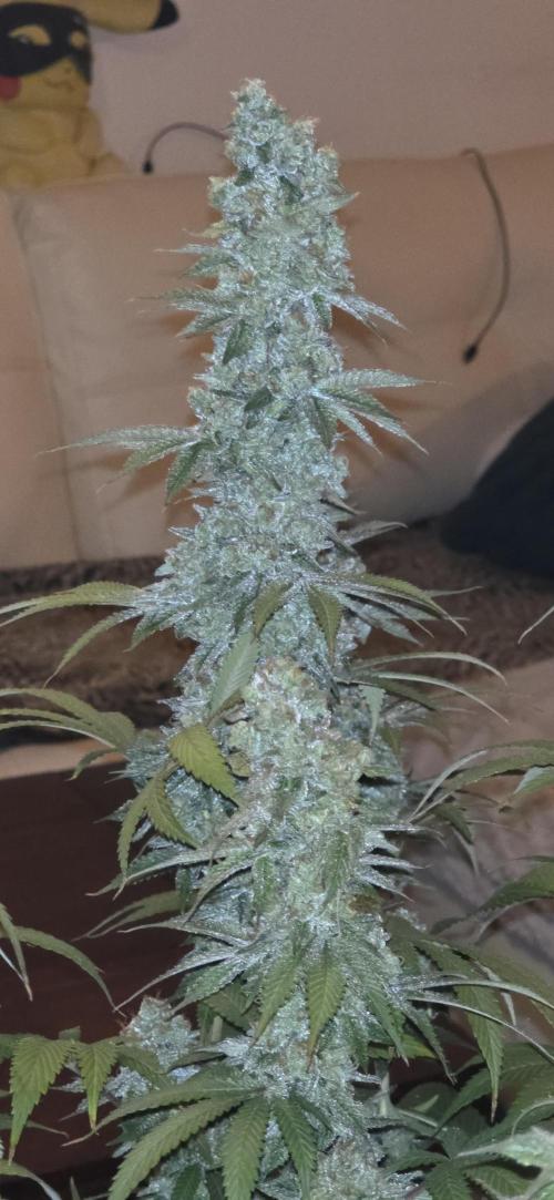 Permanent Marker - Traphouse Genetics. Week 19