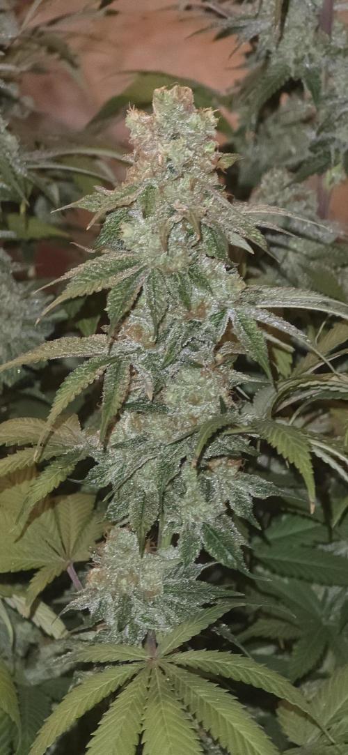 Permanent Marker - Traphouse Genetics. Week 19