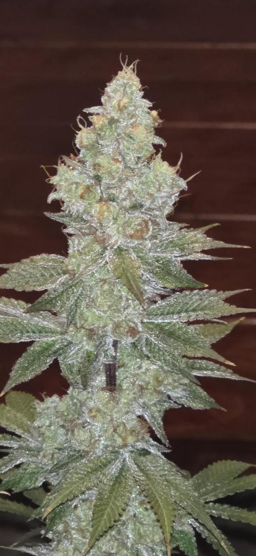 Permanent Marker - Traphouse Genetics. Week 19