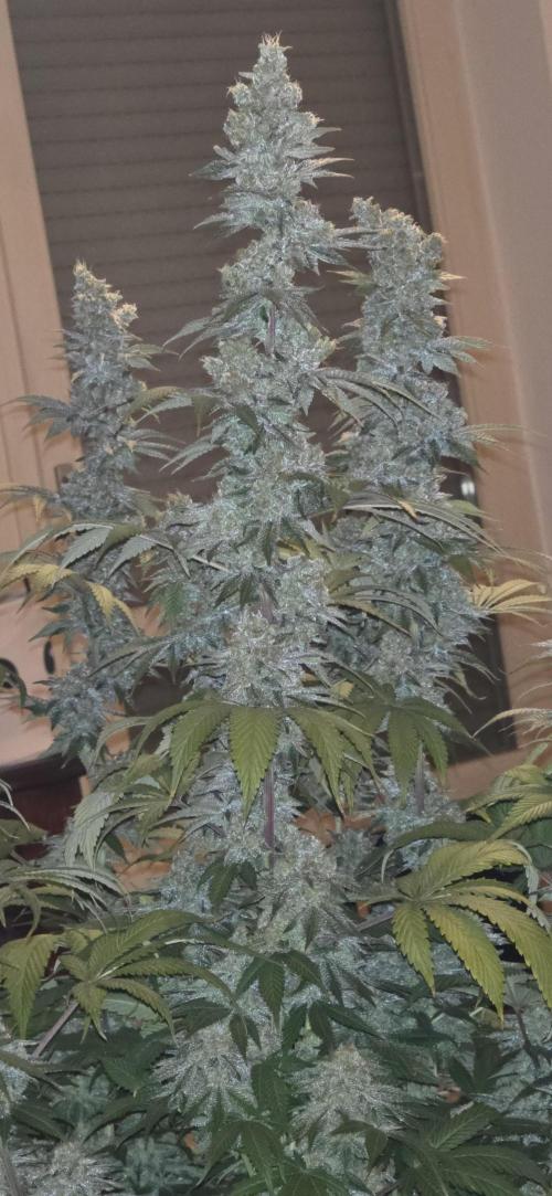 Permanent Marker - Traphouse Genetics. Week 19