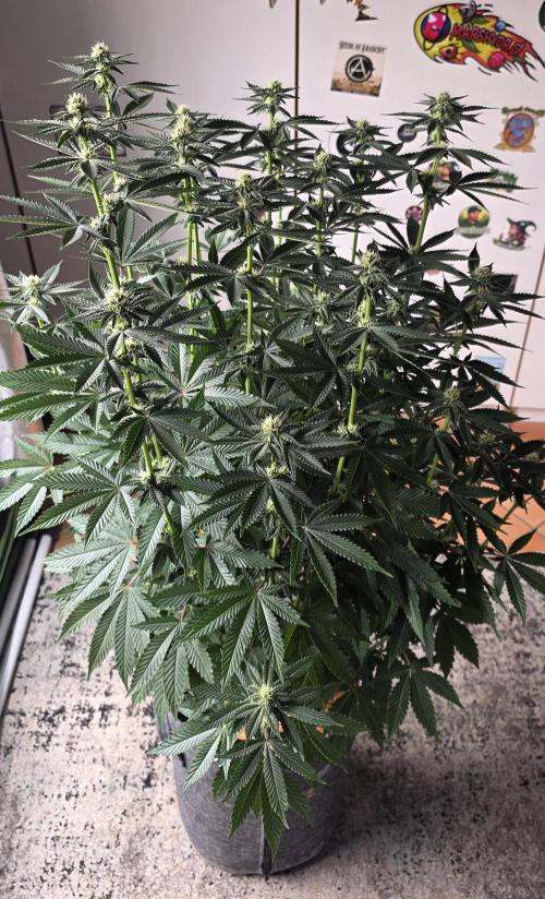 LOBSTER. Week 11