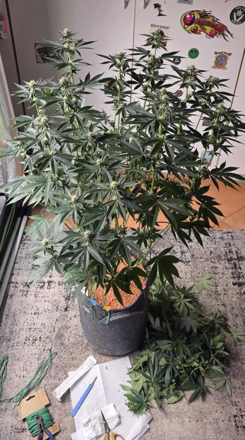 Blueberry Banana x Blue Lobster. Week 11