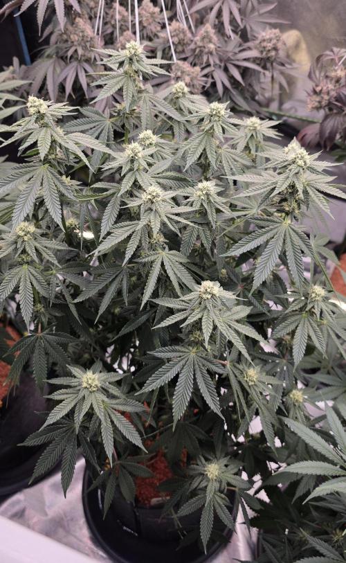 Blueberry Banana x Blue Lobster. Week 12