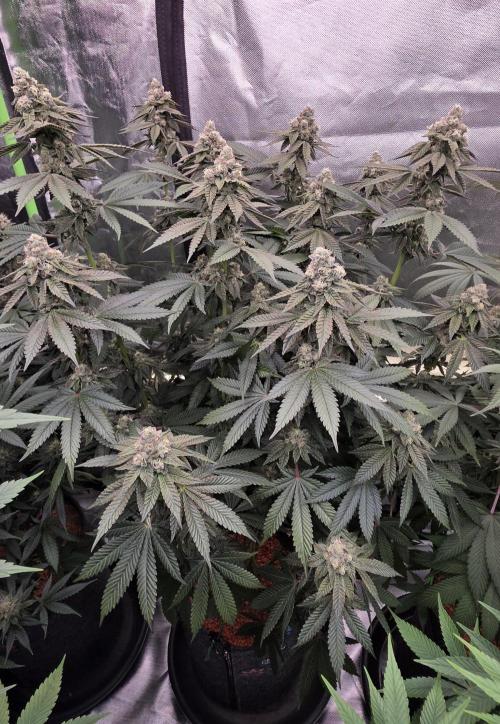 Blueberry Banana x Blue Lobster. Week 14