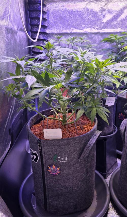 Purple Lemonade FF. Week 7
