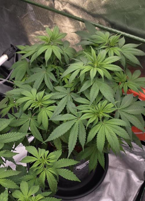 Purple Lemonade FF. Week 8