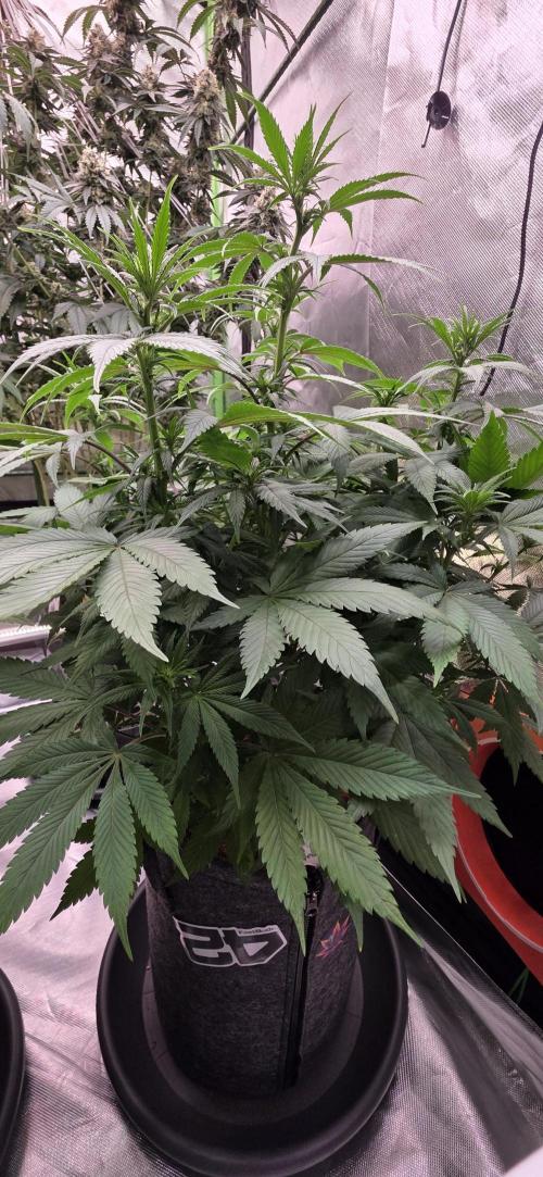 Purple Lemonade FF. Week 9