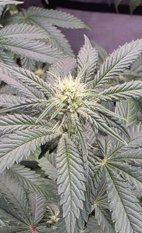 Purple Lemonade FF. Week 10