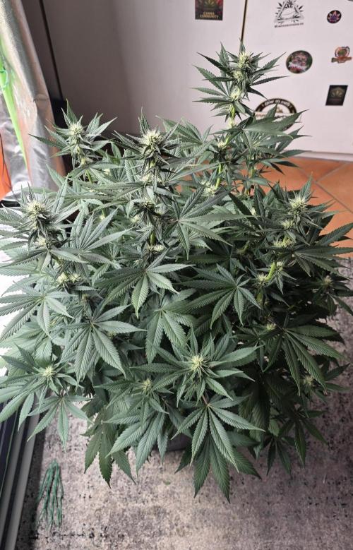 Purple Lemonade FF. Week 11