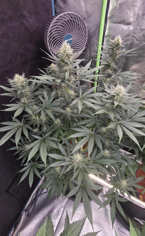 Purple Lemonade FF. Week 12