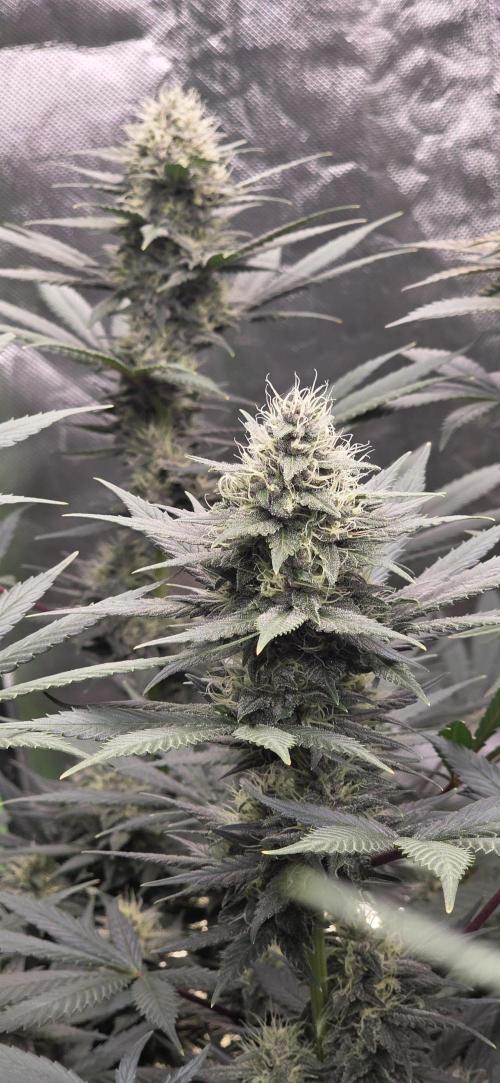 Purple Lemonade FF. Week 13
