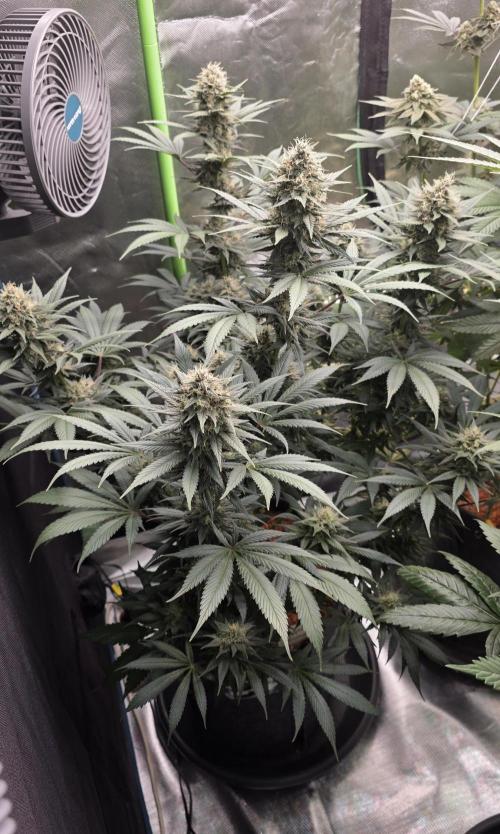 Purple Lemonade FF. Week 14