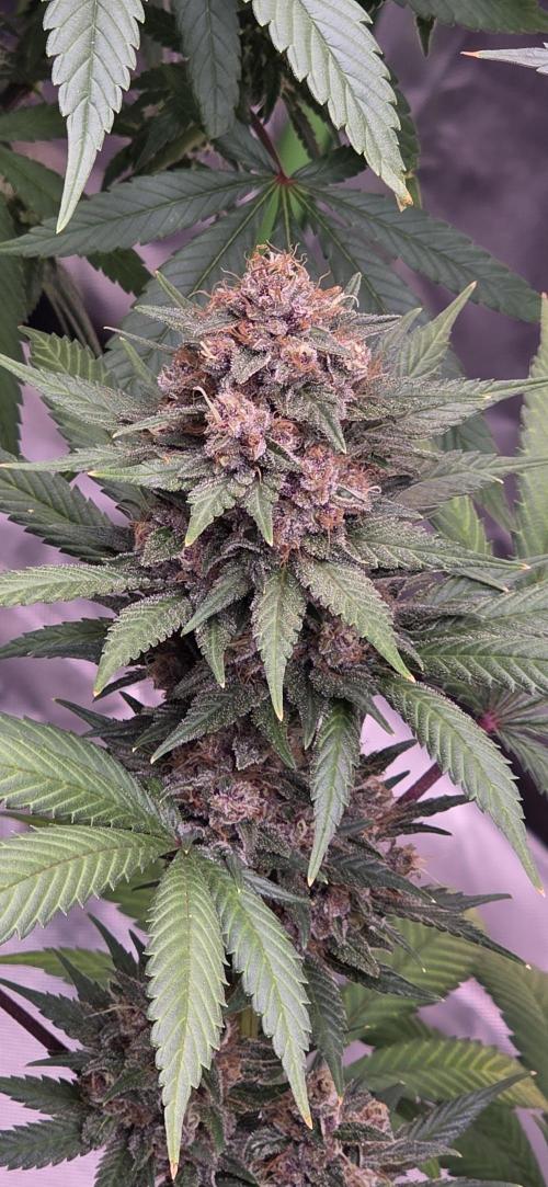 Meine erste FF. Week 15