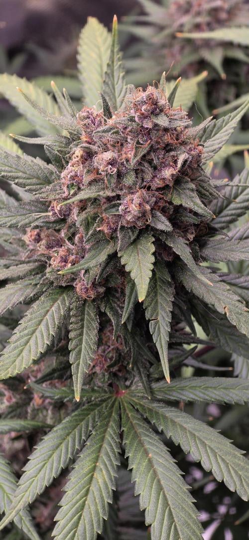 Purple Lemonade FF. Week 15