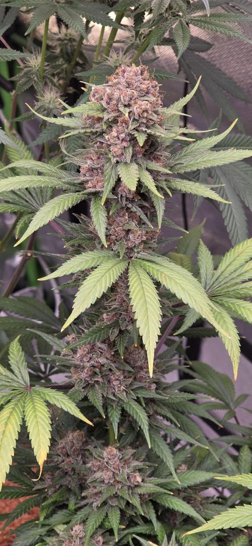 Purple Lemonade FF. Week 16