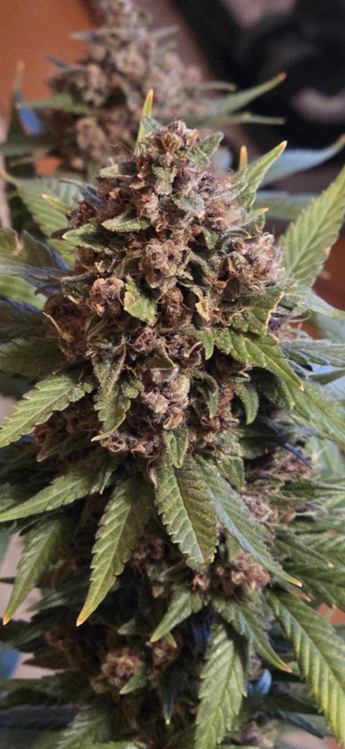 Purple Lemonade FF. Week 16