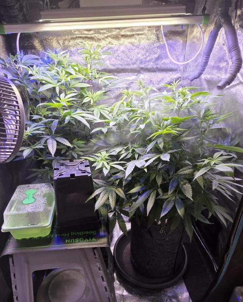 RS11 - Traphouse Genetics. Week 13
