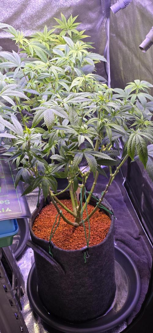 RS11 - Traphouse Genetics. Week 14