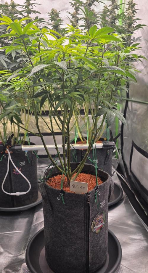 RS11 - Traphouse Genetics. Week 14