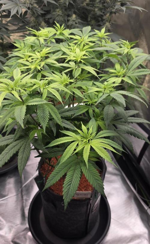 RS11 - Traphouse Genetics. Week 14