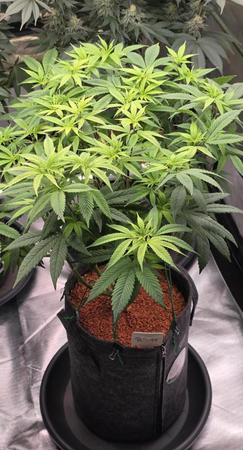 RS11 - Traphouse Genetics. Week 14