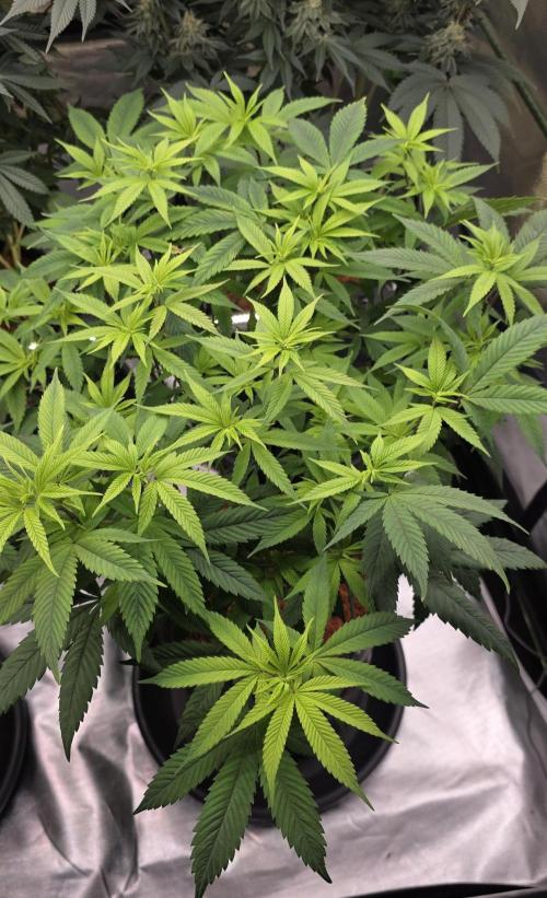 RS11 - Traphouse Genetics. Week 14