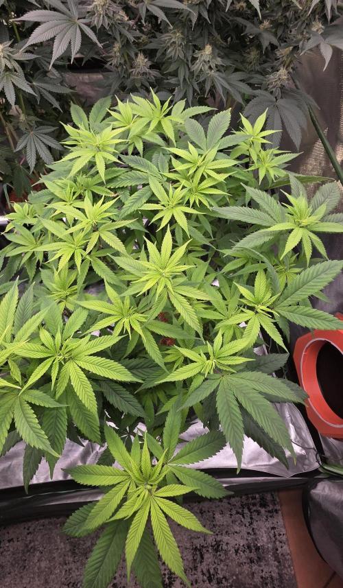 RS11 - Traphouse Genetics. Week 14